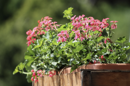 봄철 식물 분갈이 하는 방법 (건강한 성장을 위한 필수 가이드)