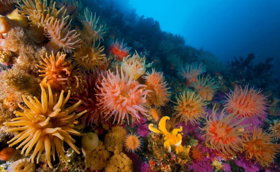 말미잘의종류 사육방법