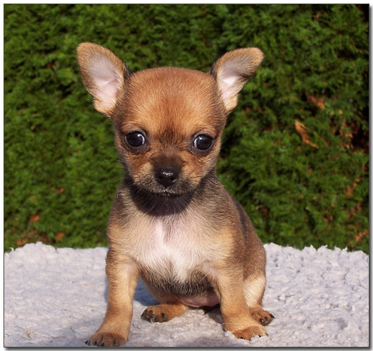 앉아있는 아기 치와와