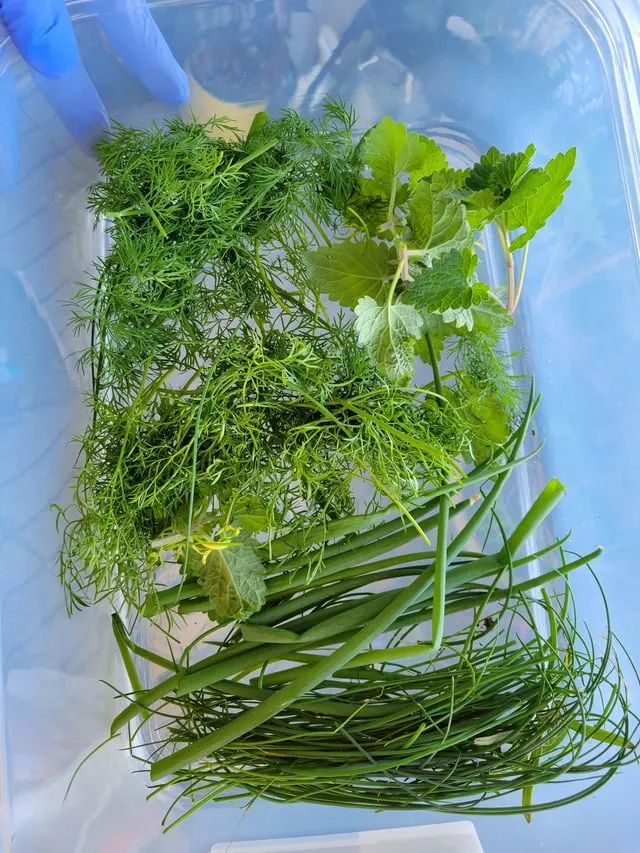 바나나 껍질 비료 활용 희석사용시기 냄새방지 천연영양 가이드_4