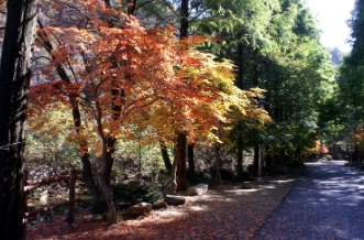 당일치기/가을/힐링/여행/대전/장태산자연휴양림/메타세쿼이아/스카이워크