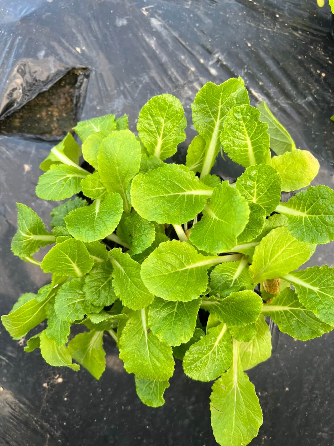 추월 배추 모종