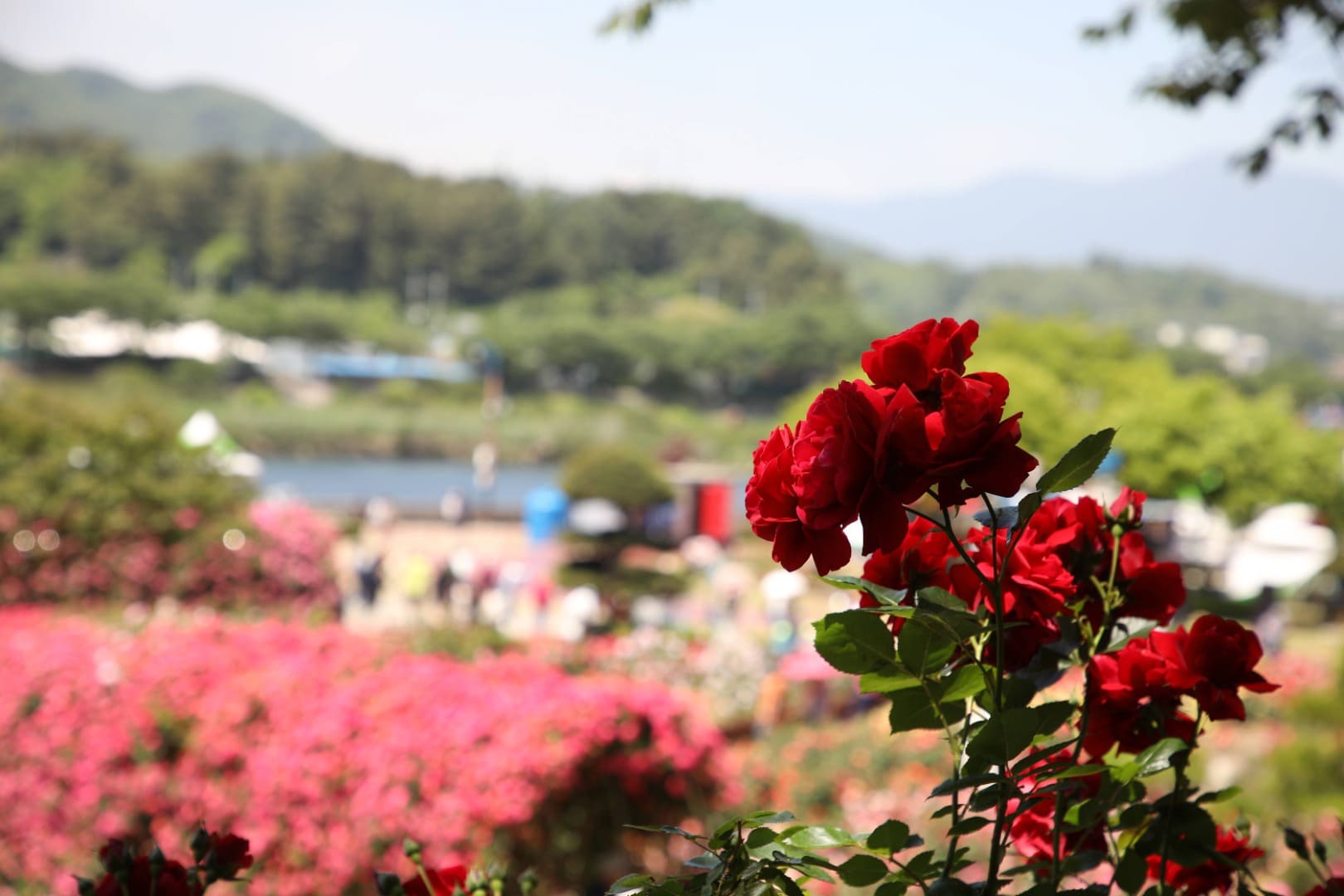 삼척장미축제 주요 프로그램