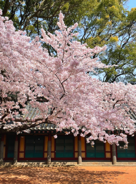 국내 봄 여행지