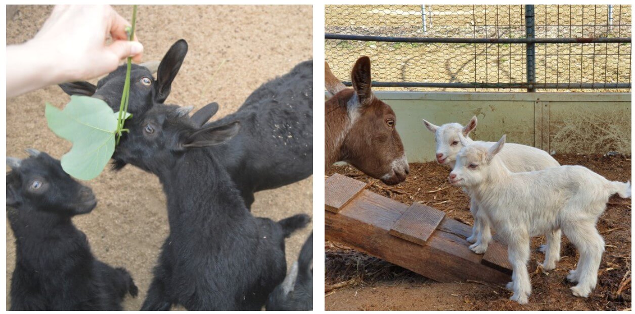 율봄식물원-토마토시즌