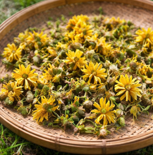 금불초(Inula britannica var. chinensis)
