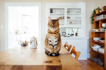 &lsquo;반려동물 돌봄 휴가&rsquo; 제도화 가능성은?