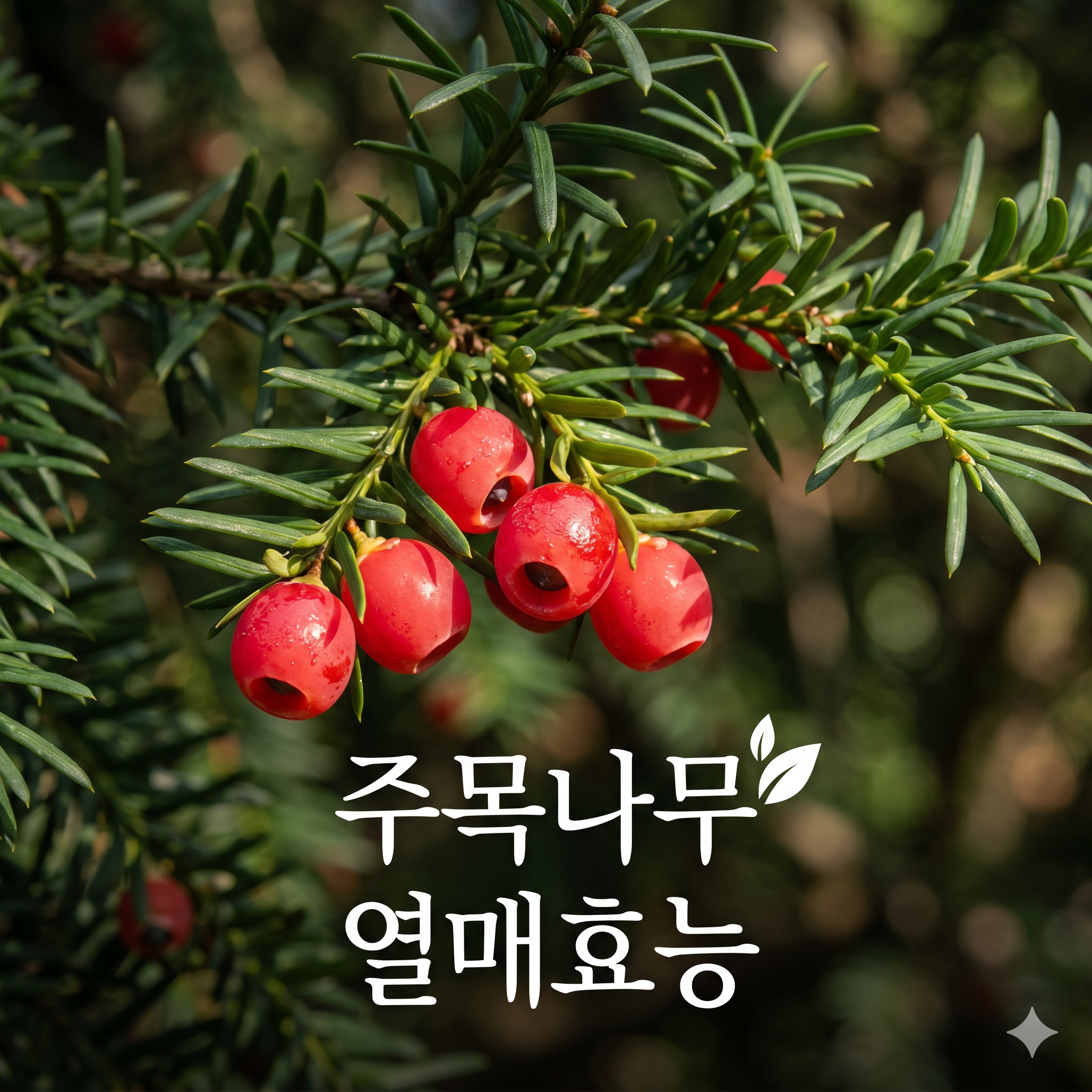 주목나무 열매효능, 붉은 유혹 뒤에 숨겨진 놀라운 약성과 주의점