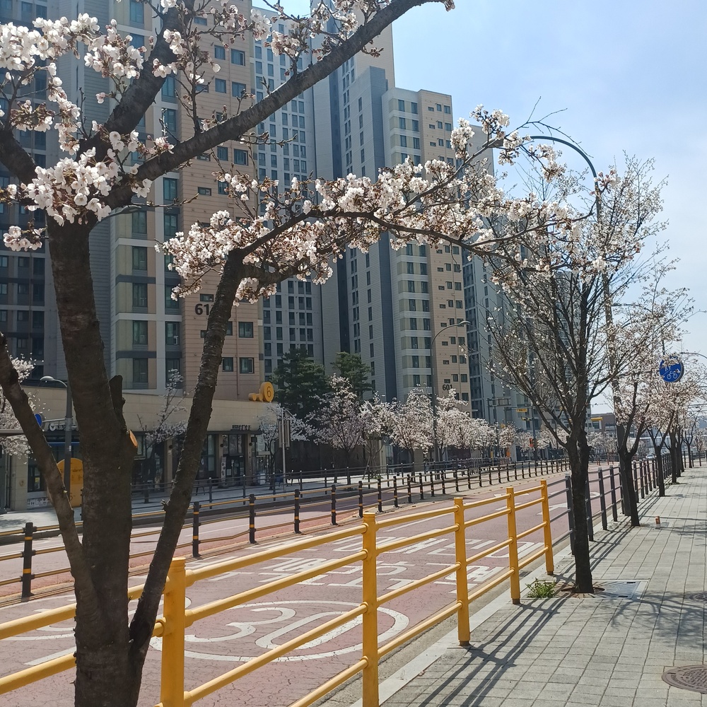 2026년 전국 벚꽃 개화시기에 맞춰 직접 촬영한 아파트 단지 내 벚꽃길 풍경