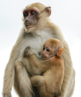 원숭이띠 2025년 운세