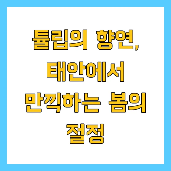 2025 태안 튤립축제 기간 입장료 맛집 관광지