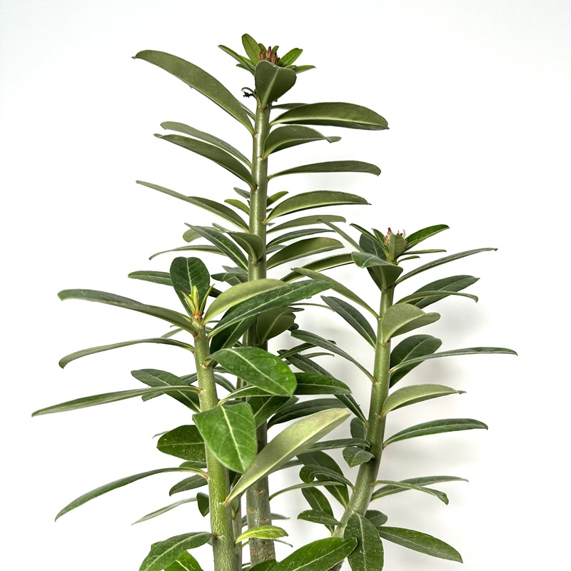 아데니움 키우기 석화 바오밥나무 키우는법