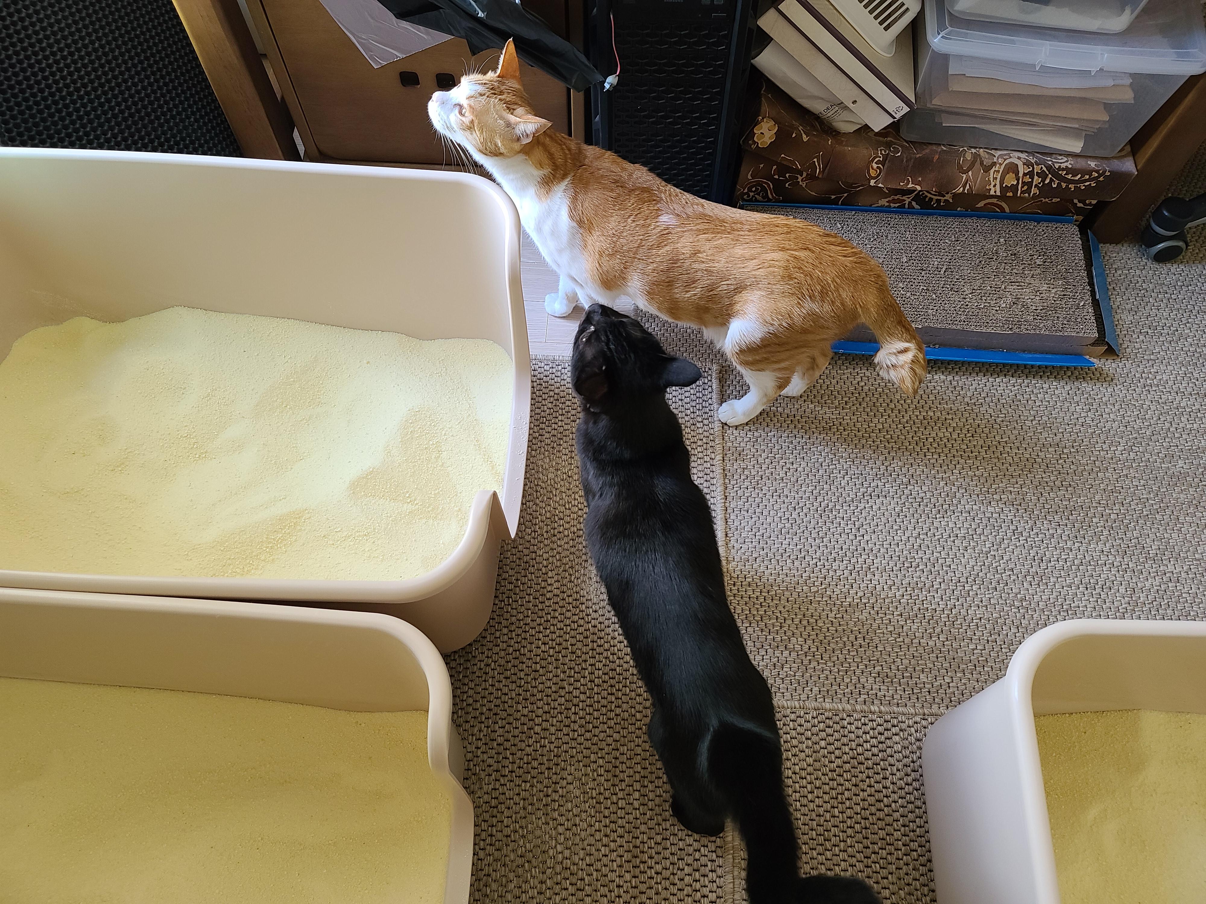 9냥이 집사의 눈뜨면 하는 일들.