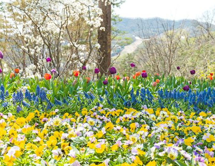 화담숲 봄 여행 예약 방법 추천 코스