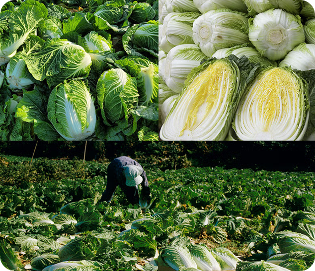 해남 (절임)배추 (10kg)이미지/ 출처: 