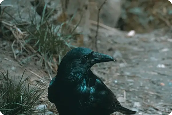 차상위계층 조건