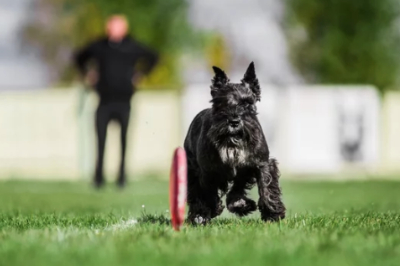 미니어처 슈나우저 사진