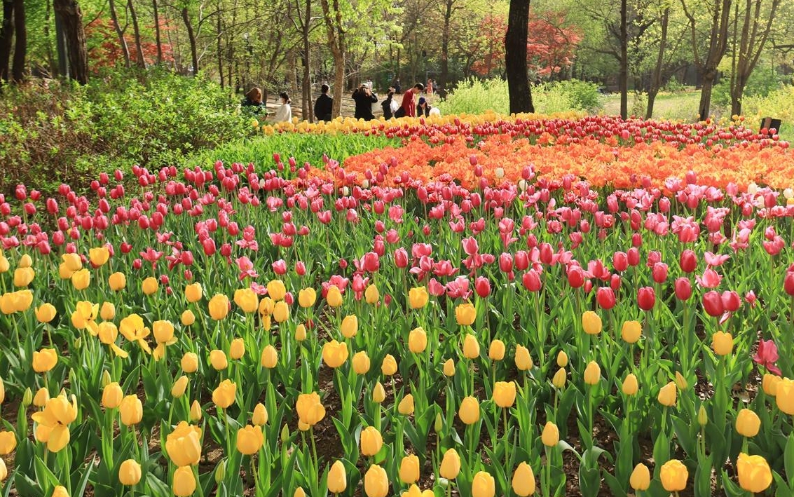 서울숲 튤립 축제