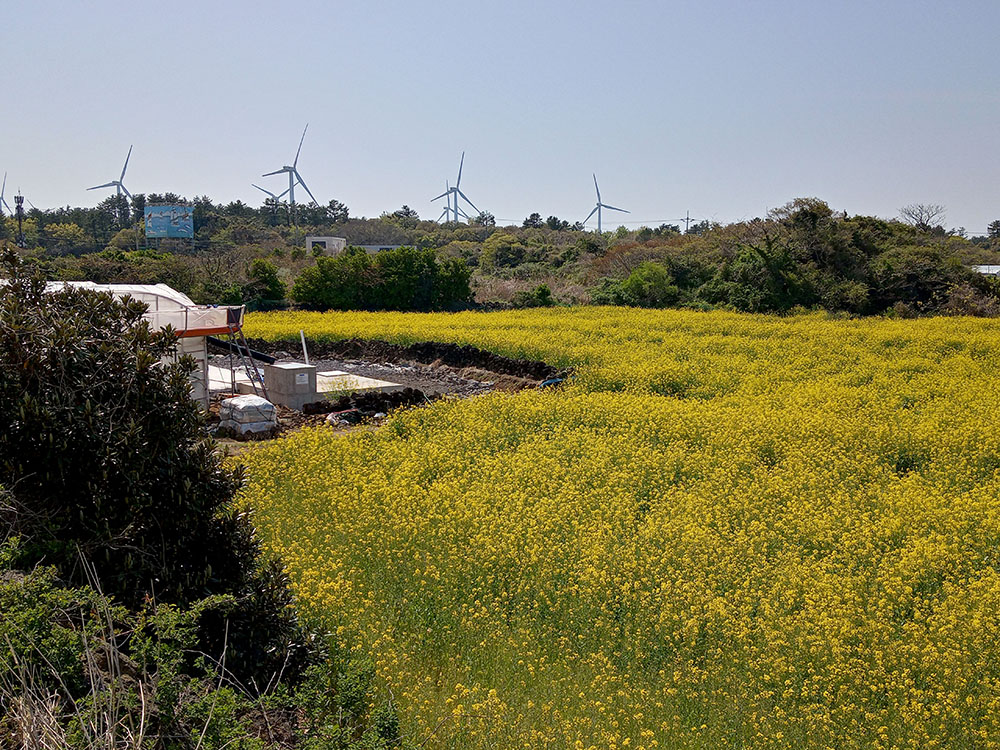 올레길 19코스: 김녕농로