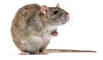 쥐 끈끈이로 쥐 잡기