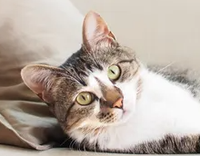 고양이의 치료비가 비싸지기 쉬운 질병