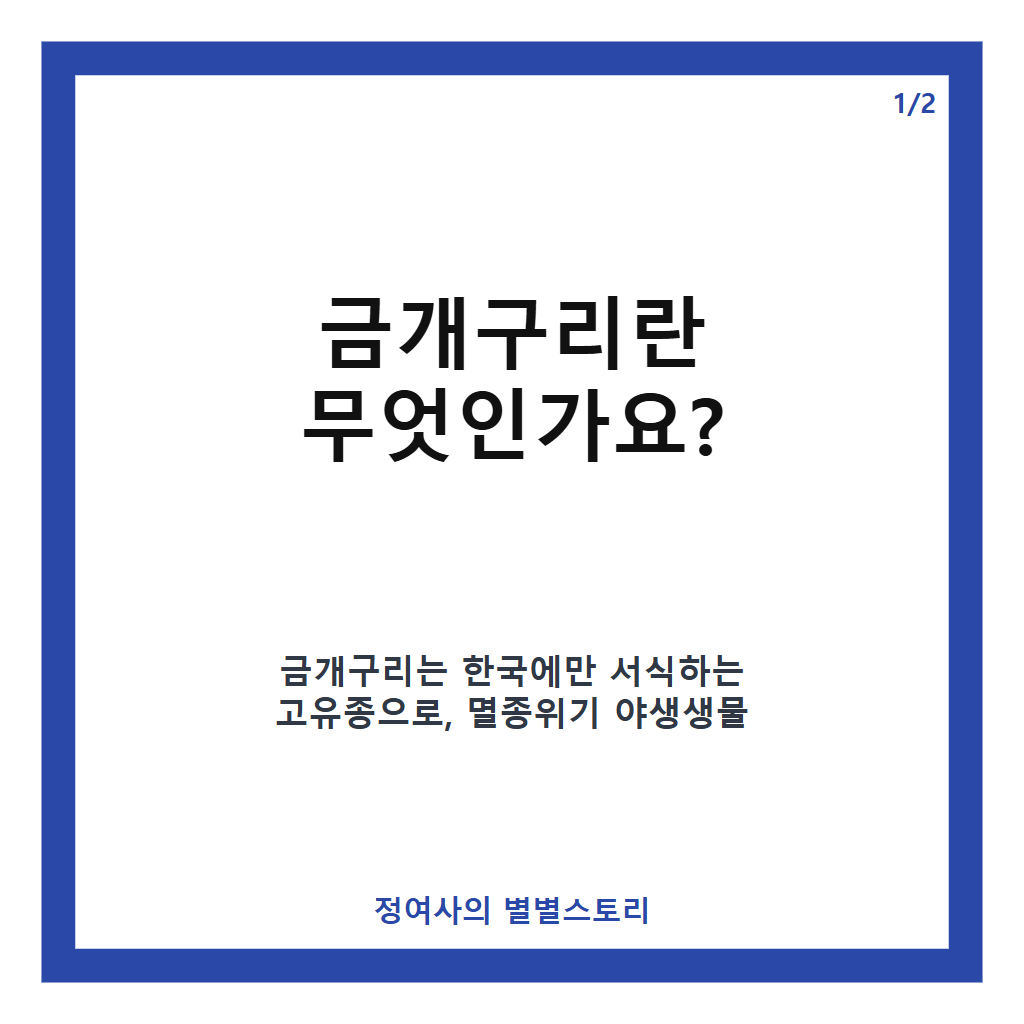 금개구리 멸종위기 보호와 서식지 확대를 위한 국내 방사 현황과 특징 소개 카드뉴스 1