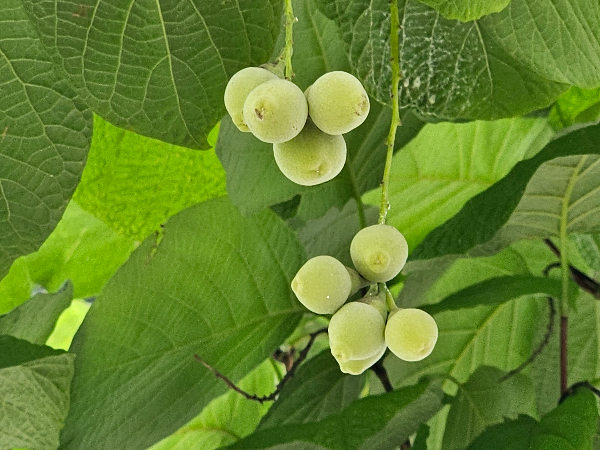 쪽동백나무 열매