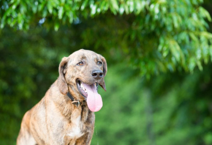 정면에서의 플롯 하운드.