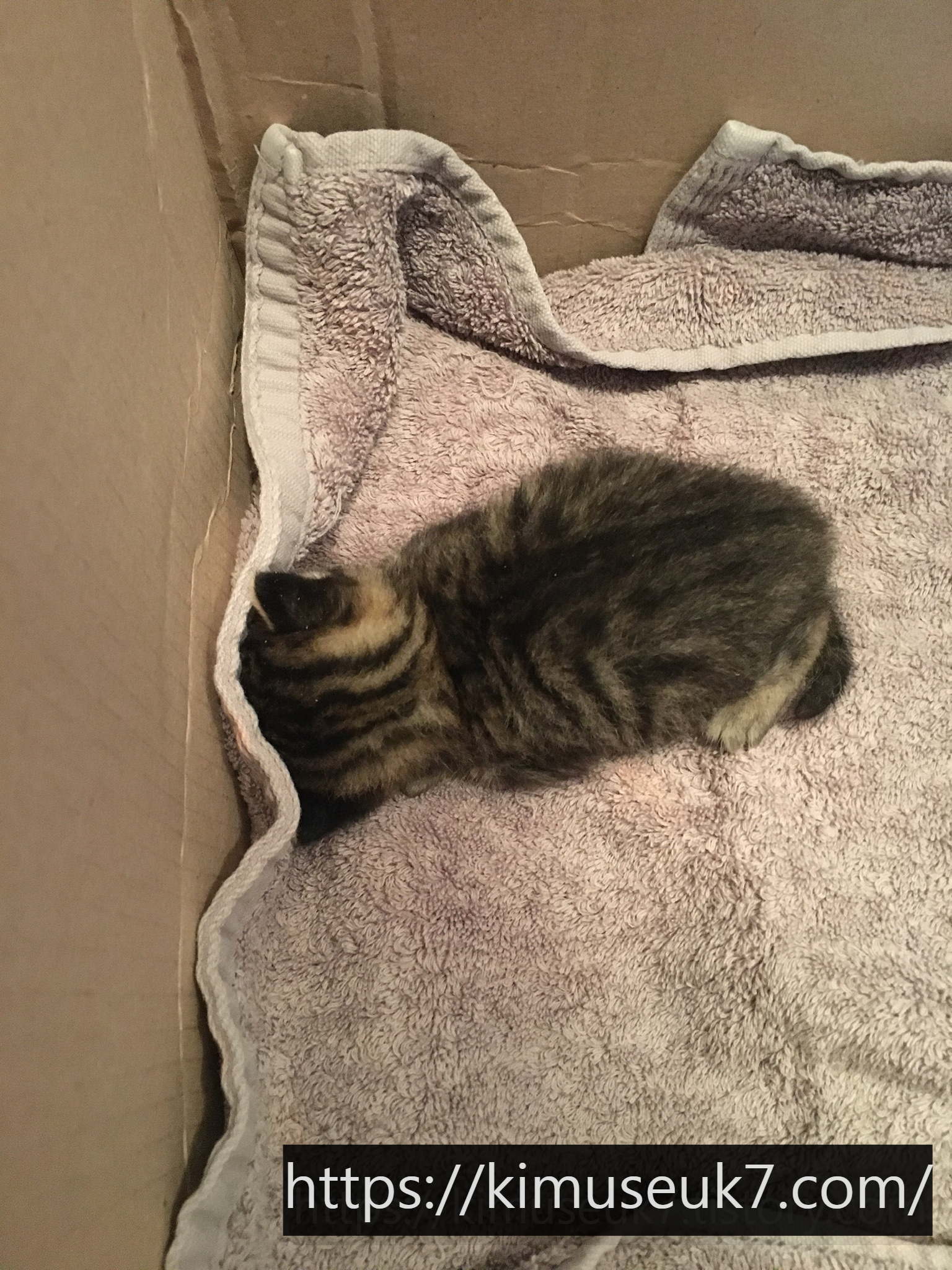 눈도 뜨지 못한 아기 고양이, 구조에서 입양까지의 기록