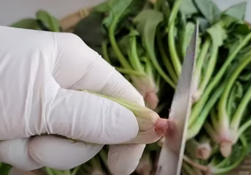 시금치무침 만드는 방법