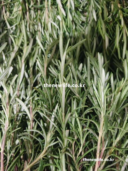 로즈마리 차 효능과 성질 및 제철 시기 실사진