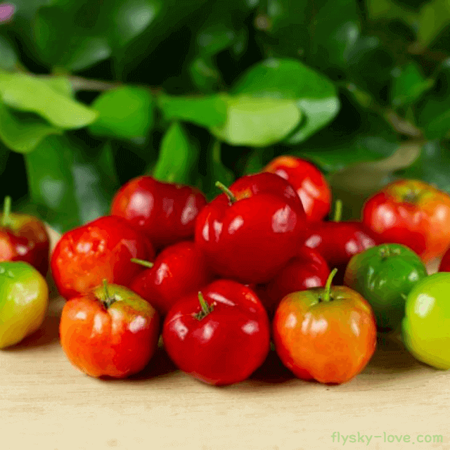 아세로라 고르는 법