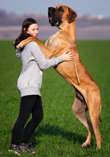 반려동물관리사-사업분야-설명하는-사진