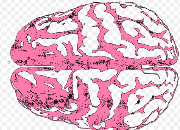 포스타딜세린-효능-포스파티딜세린-부작용