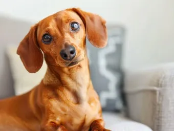 강아지 고개 갸우뚱 이유 의미 뜻_17