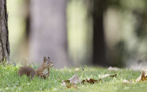 자연이 알려주는 생태계의 신비 - 식물과 동물 이야기