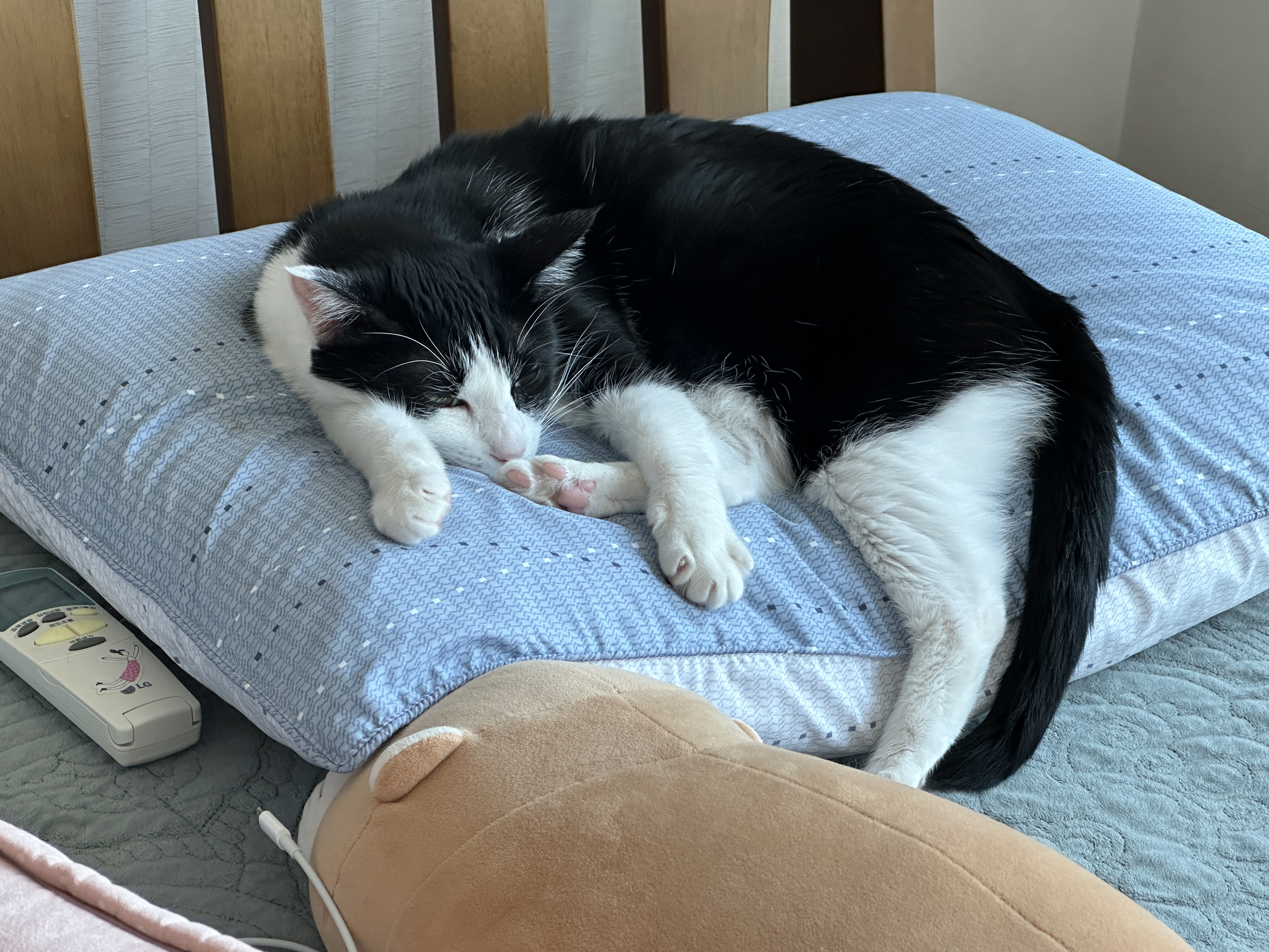 베개_위에서_편안하게_쭉_뻗고_졸고_있는_젖소냥이_두리