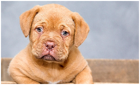 동물등록번호 확인