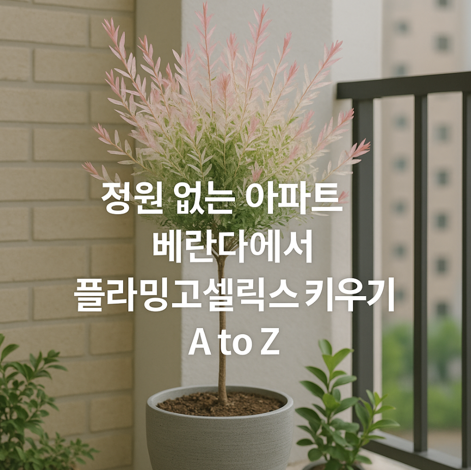 정원 없는 아파트 베란다에서 플라밍고셀릭스 키우기 A to Z