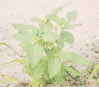까마중 잎과 줄기 식용