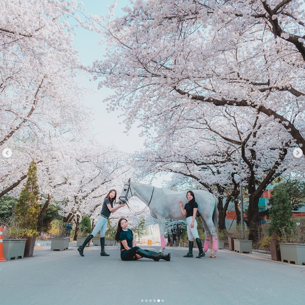 렛츠런파크 서울 벚꽃축제 벚꽃야경
