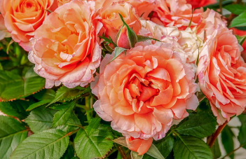 부천 장미 개화 시기 2