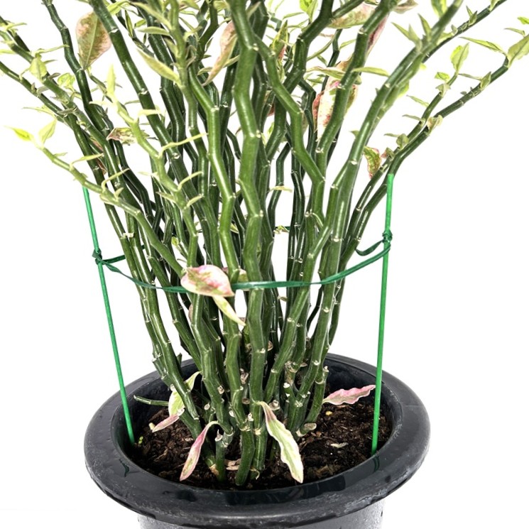 천국의계단 다육식물 키우기 키우는법