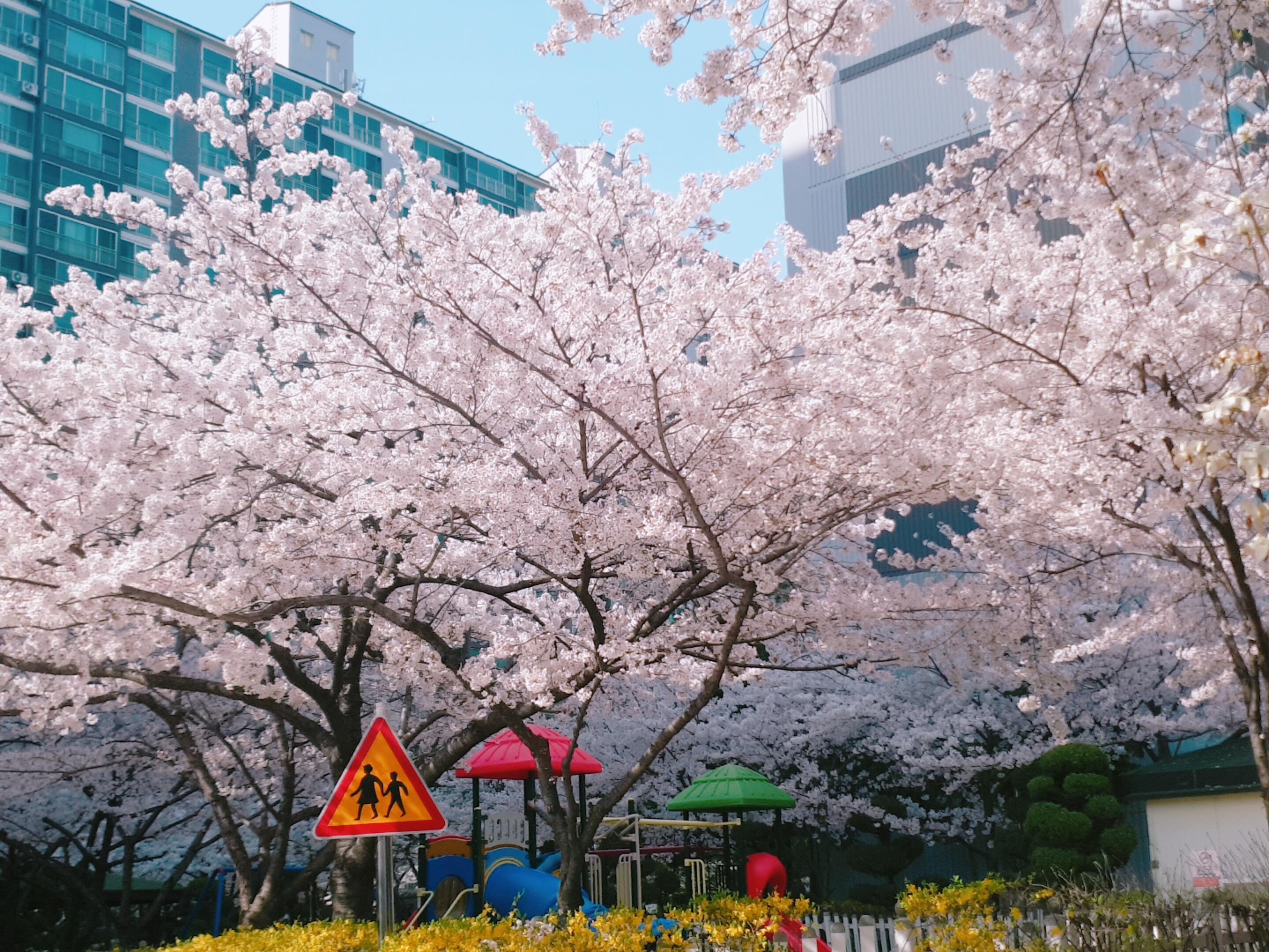 수원 숨은 벚꽃 명소
