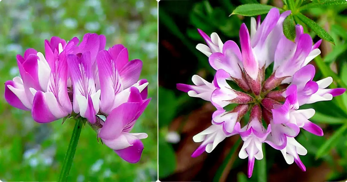 분홍빨간색봄꽃-자운영