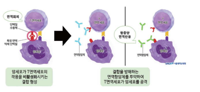 면역항암치료 원리
