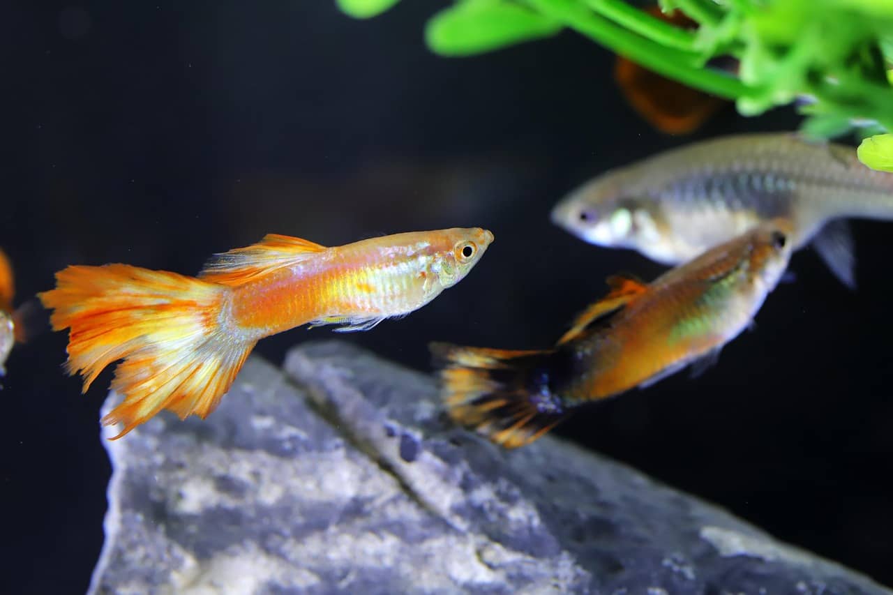 해처피쉬 수조 설치 가이드: 설치 방법, 수질 기준, 관리 팁까지 한 번에 정리