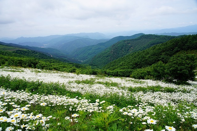 공주 미르섬 샤스타데이지