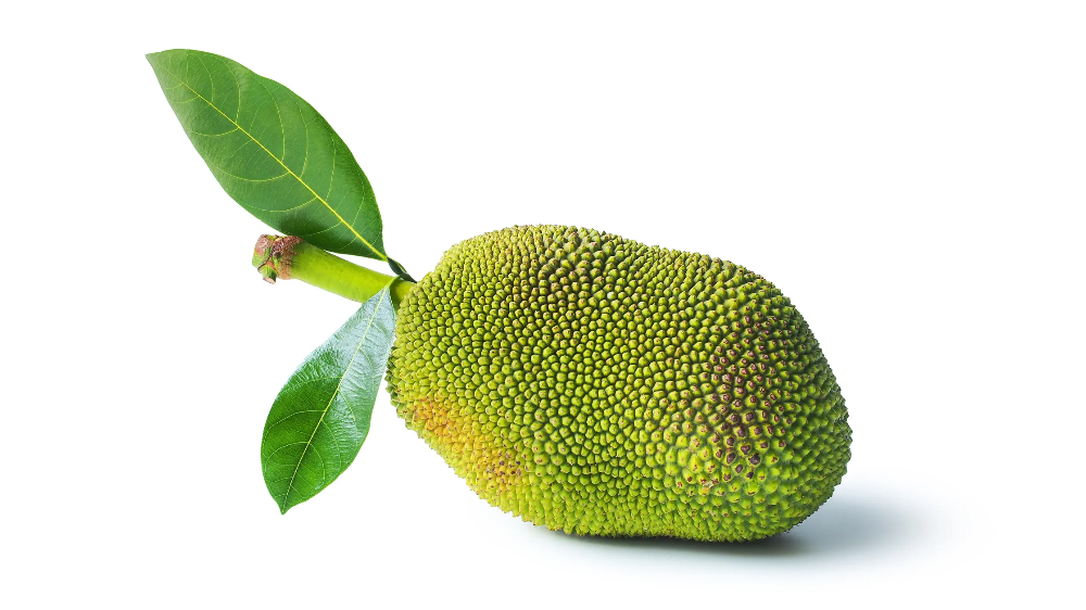 치앙마이 두리안