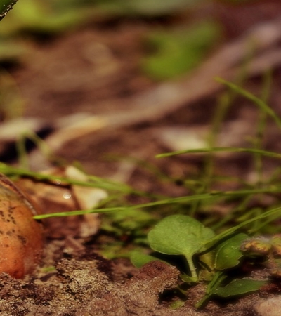 양파 효능 사진15